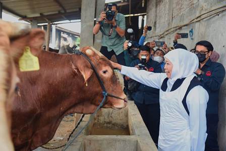 PMK sapi khofifah