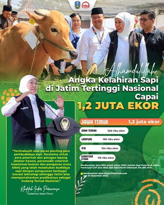 Khofifah ternak sapi
