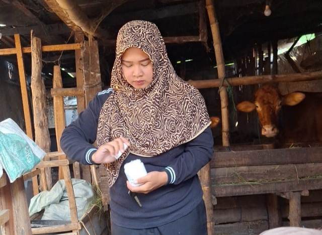 Mantri Ternak, Vetri Handayani, saat memeriksa sapi milik salah satu peternak di Madiun.